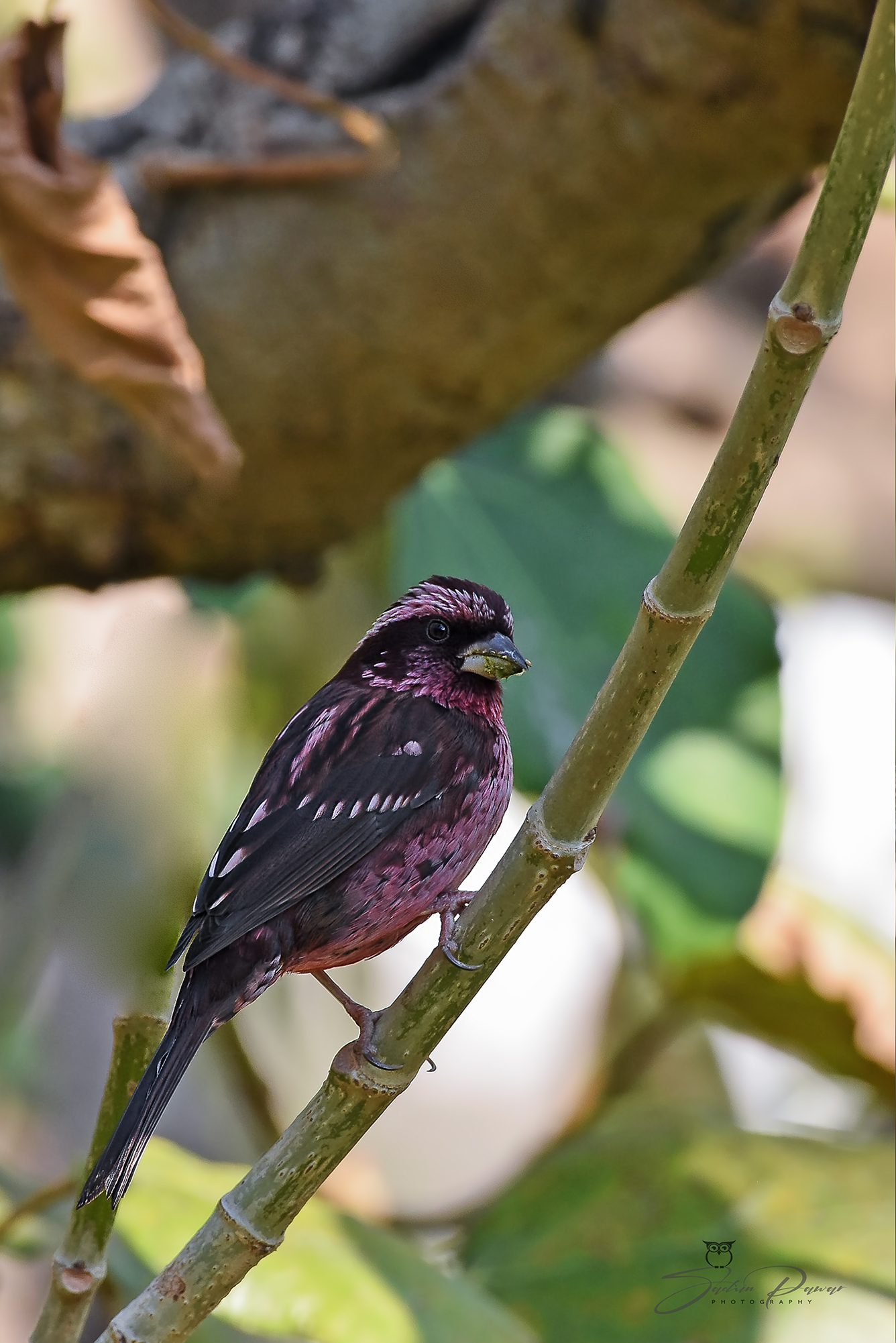 Spot-winged Rosefinch